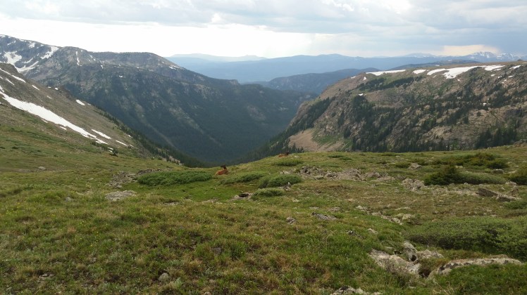 It was a long journey back from Grand Lake to Flattop Mountain. The beautiful trail and wildlife helped to distract me. Here’s girls’ night out for the elk.